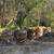 Firewood 1 thumbnail