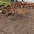 Red layer hens 2 thumbnail