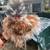 Mille Fleur Silkie showgirl Rooster 1 thumbnail