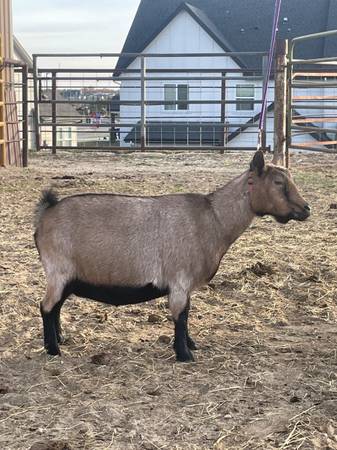 Nigerian Dwarf Doe Dairy Goat PREGNANT 1