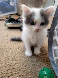 Kittens - sweet and socialized63675819443201120