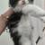 Maine coon kitten cat 2 thumbnail