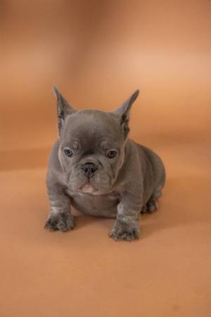 Frenchies looking for new home (Orange Park)63682104633089123