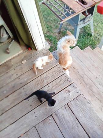 Lots of kittens! (Belton)63839343646211124