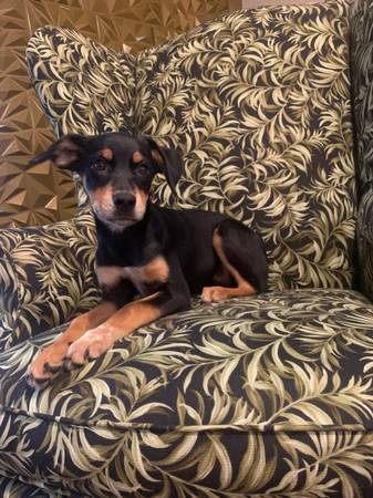 Mixed Female Pup 1