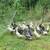 Ducks (runners) 1 thumbnail