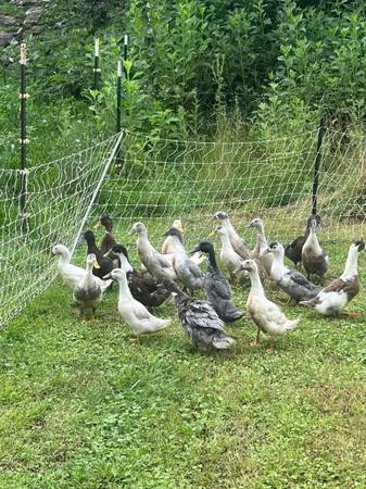 Ducks (runners) 1