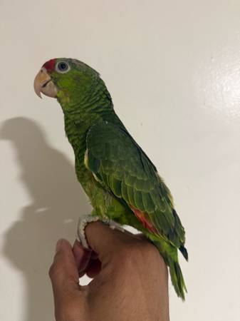 Parrot 1000 (Long Beach)64036433255683120
