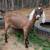 ADGA Nubian Goat Doe doeling 5 thumbnail