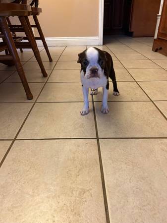 Boston Terrier63829610293633122