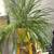 Spider plant 1 thumbnail