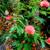 Red Powderpuff Calliandra haematocephala and 3g pots. 2 thumbnail