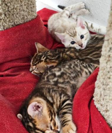 Gato doméstico bengalí ((970) 900-0863)63413232742017120
