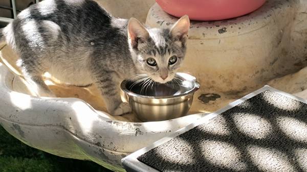 4 GATITOS DULCES (THOUSAND OAKS)63893713894146122