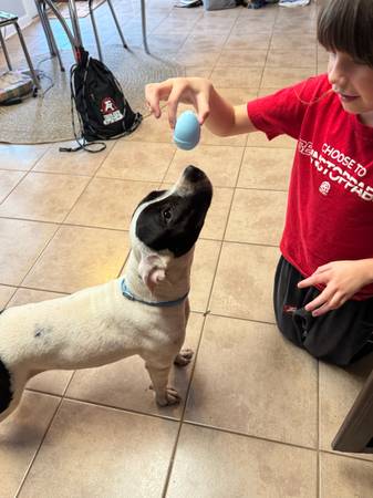Female frenchie/terrier mix (New Brockton)63951475374211121