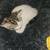 Kittens 2 thumbnail