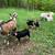 Texmaster cross goats *price reduced* 2 thumbnail