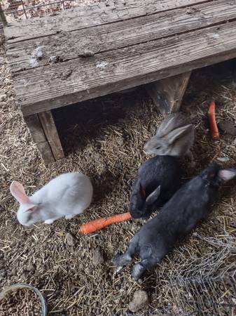 Champagne de Argent, Silver Fox & New Zealand Mixed Unsexed Rabbits For Sale 1