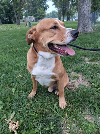 Rehoming dog (Fargo)63842059370243122