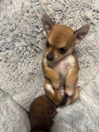 Taza de té chihuahua (fremont / union city / newark)63683376920321122