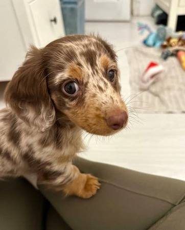 Gorgeous     SMall     Terrier  1