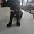 Cane Corso 6 thumbnail