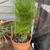 Plant Collection Moving Sale 12 thumbnail