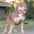 Xl pitbulls 1 thumbnail