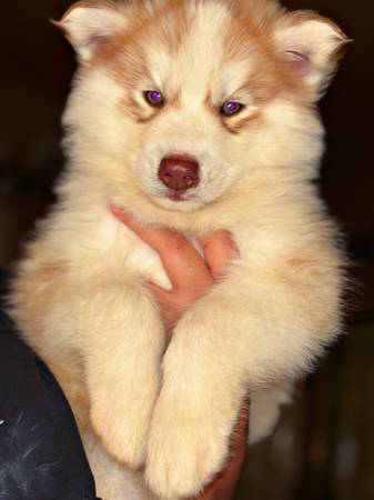 Wooly Husky Pups (Elk Grove)63919895138306123
