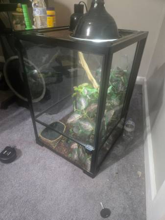 Corn snake and enclosure and sand boa with enclosure63670857323649121