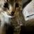 Kitties 11 thumbnail