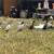 Blue runner ducklings 4 thumbnail