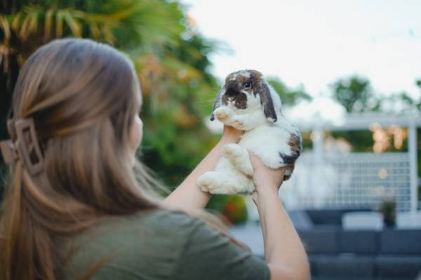 Bunny Behavior & Care Consultations 1