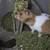 Syrian Hamster 1 thumbnail