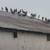 pigeons 1 thumbnail
