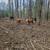3 last years mini hereford heifers left 3 thumbnail