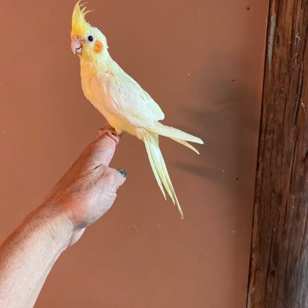 Cockatiel (Del city)63681451168001121