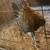 Gallos,hens,hennies,gamefowl,gallinas,roosters 2 thumbnail