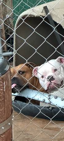 Free three pocket bullies (Gilroy)63852415404929121