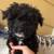 Mini Poodles 12 thumbnail
