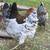 Farm Fresh Eggs 4 thumbnail