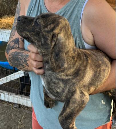Cachorros mezcla de pit bull color pardo (Monroe)63412175812739122