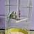 Parakeets 4 thumbnail