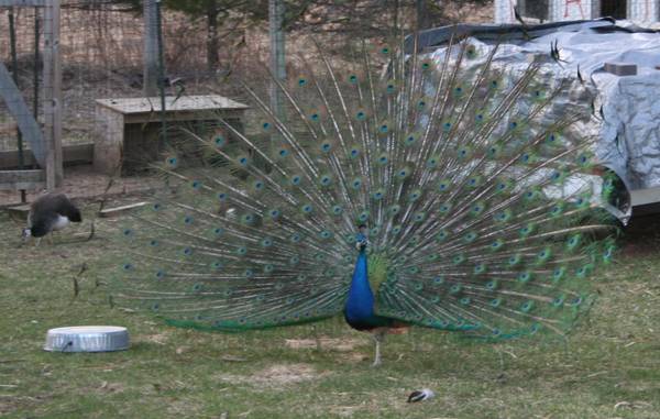Purple Peafowl Trio 1