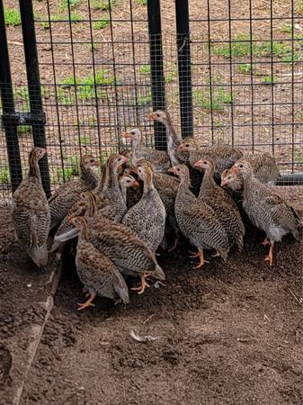 Guinea Keets 1