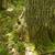Marinette County Hardwood Forest North of Crivitz 2 thumbnail