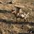 Four Young Nigerian Dwarf Goats! 6 thumbnail