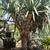 dragon tree dracaena Draco 7 thumbnail