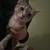 Kittens to rehome 45$ fee 2 thumbnail