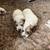 Great Pyrenees livestock Guardian 13 thumbnail